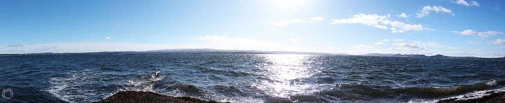 Seals and Seabirds
