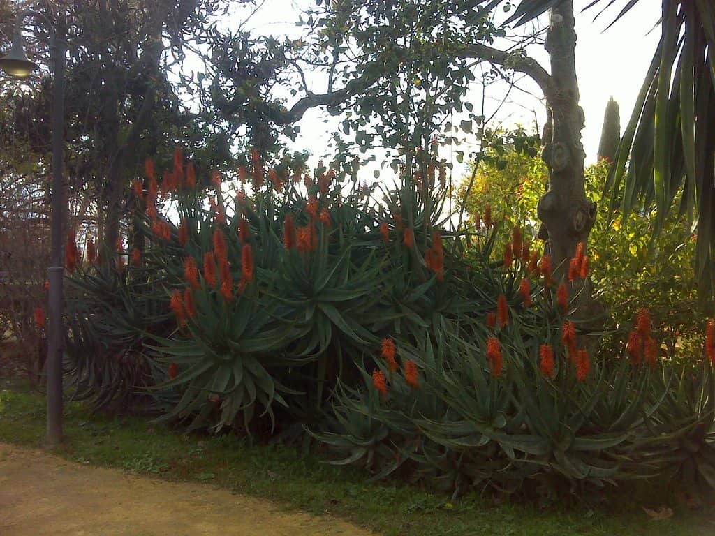 Cascading Waterfalls