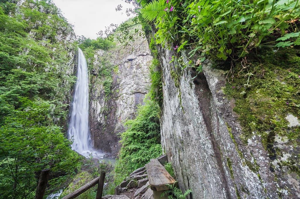 Virgin Forest Scenery