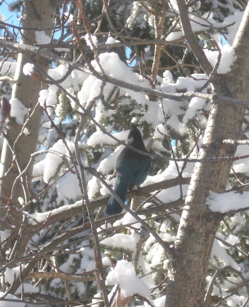 Well-Maintained Runs