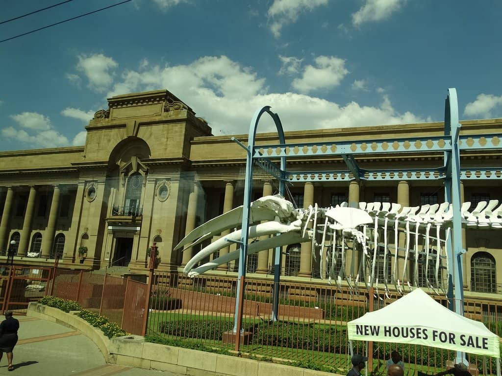 African Wildlife Skeletons