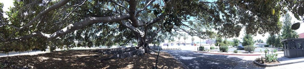 The Majestic Moreton Bay Fig Tree
