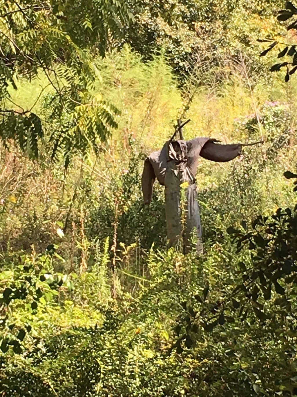 Oak Grove Picnic Area