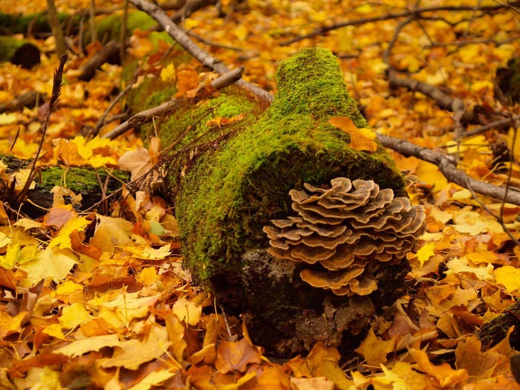 Winter Sledding Mounds