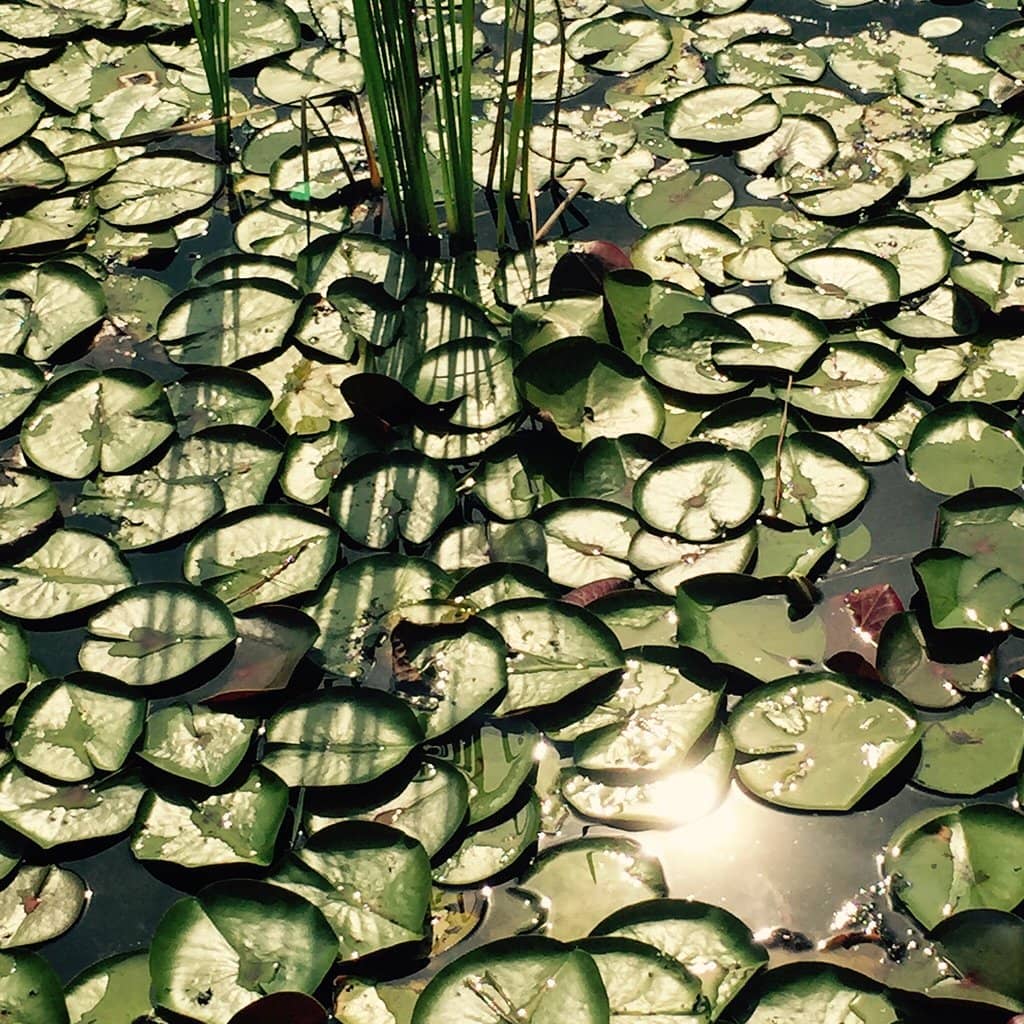 Nature Trail Exploration