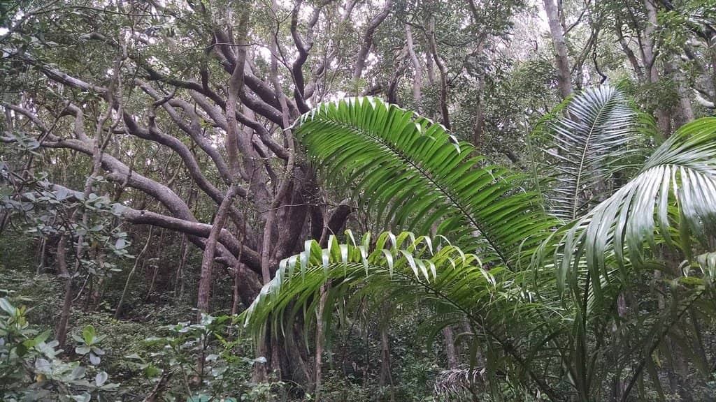 Wildlife Encounters