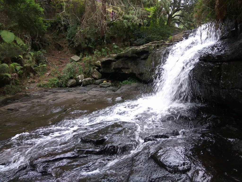 Lush Native Bush