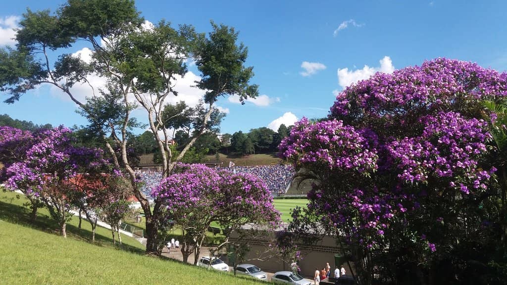 Community Sports Events