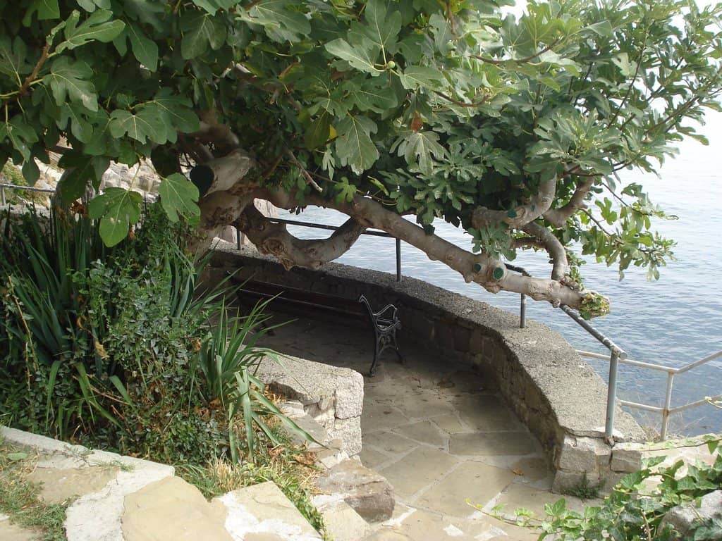 The Tower Overlook