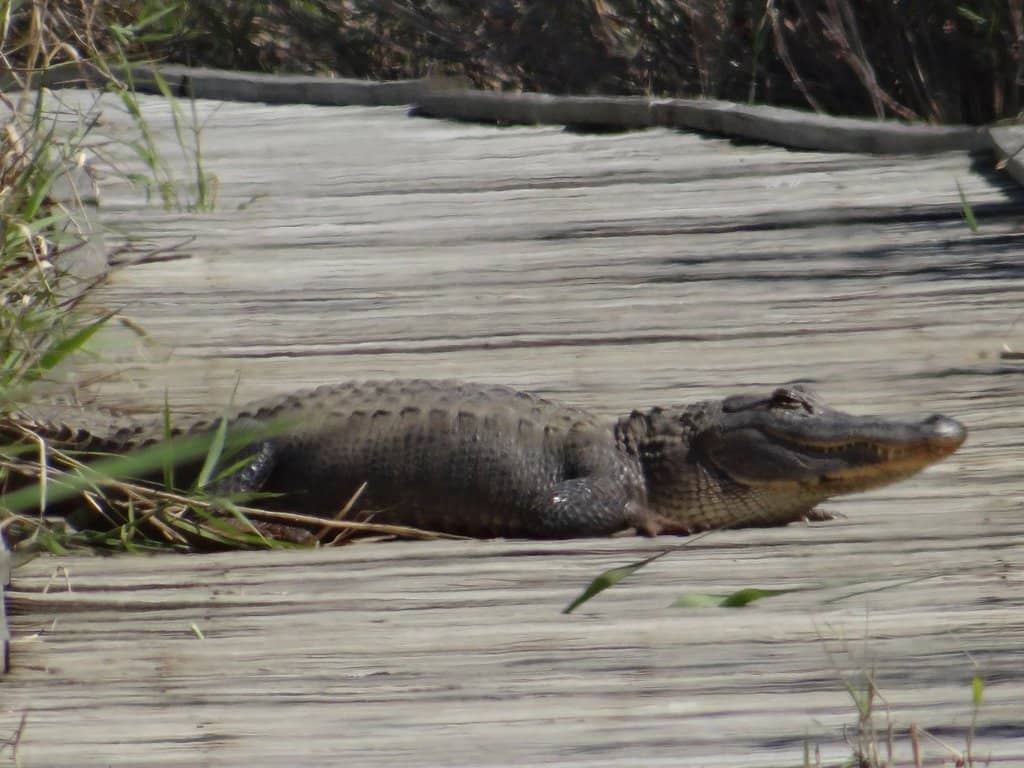 Marshland Boardwalks