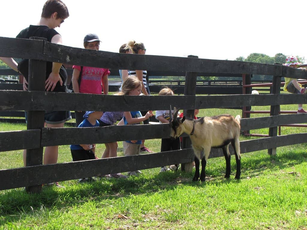 Tractor & Wagon Rides