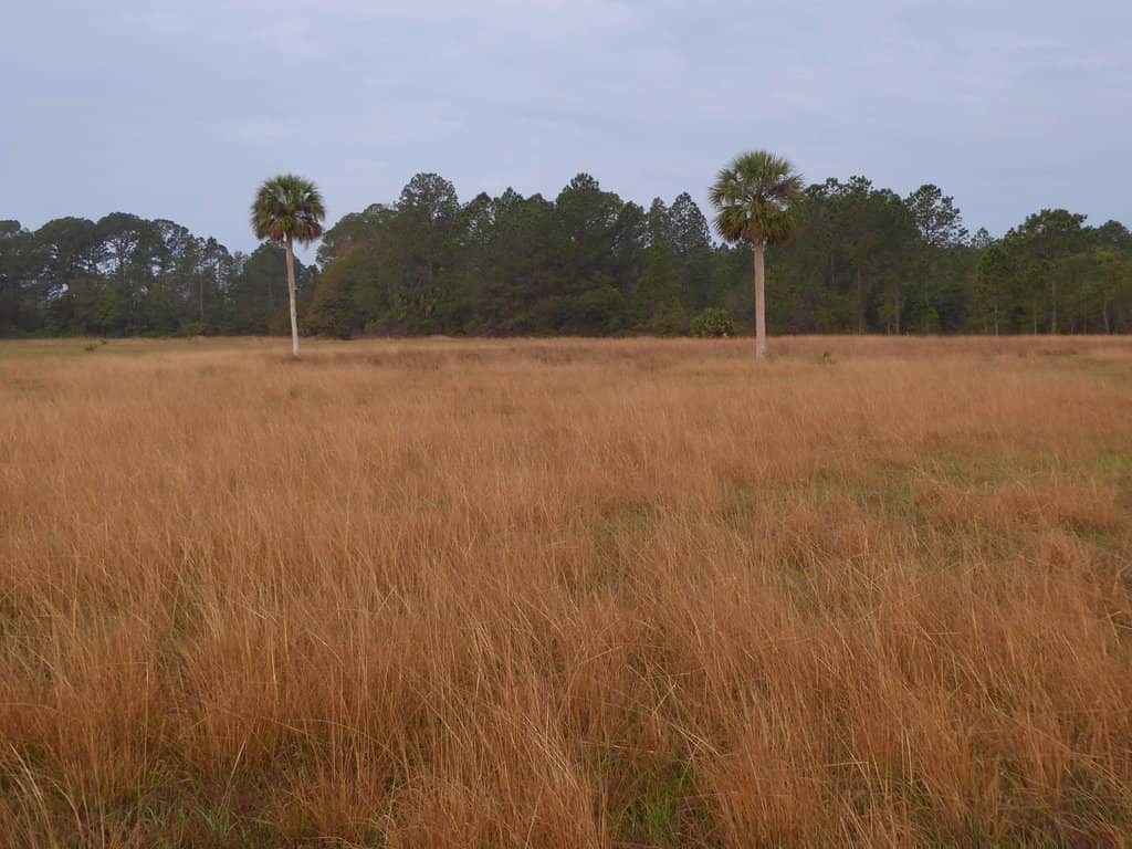 Dog-Friendly Exploration