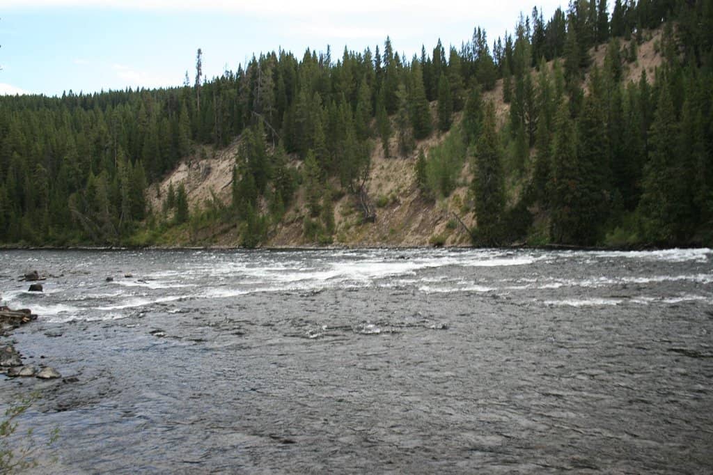 Leaping Cutthroat Trout