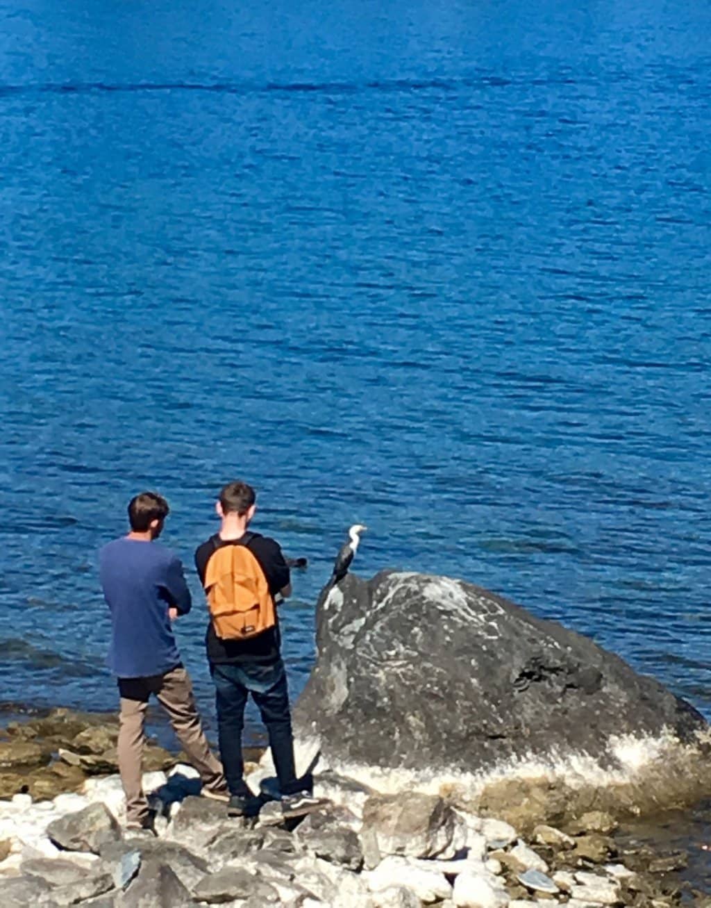 Native Bush Sections