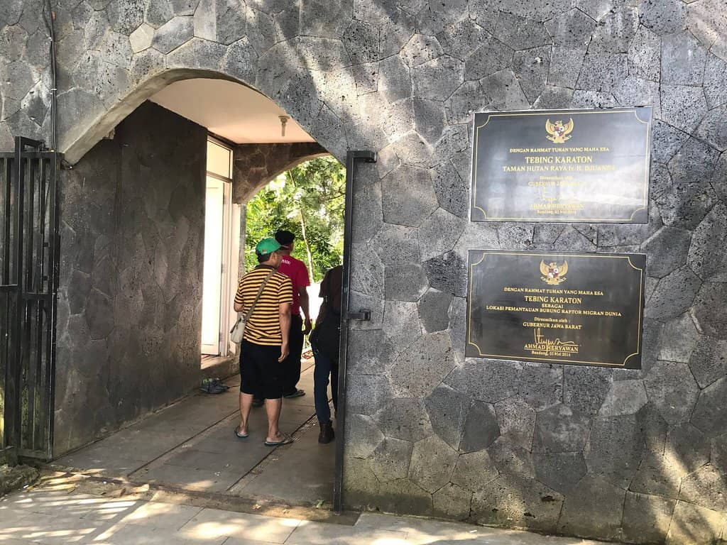 Serene Forest Ambiance