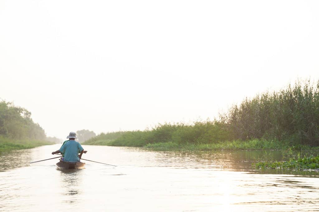 Lotus and Water Lily Blooms