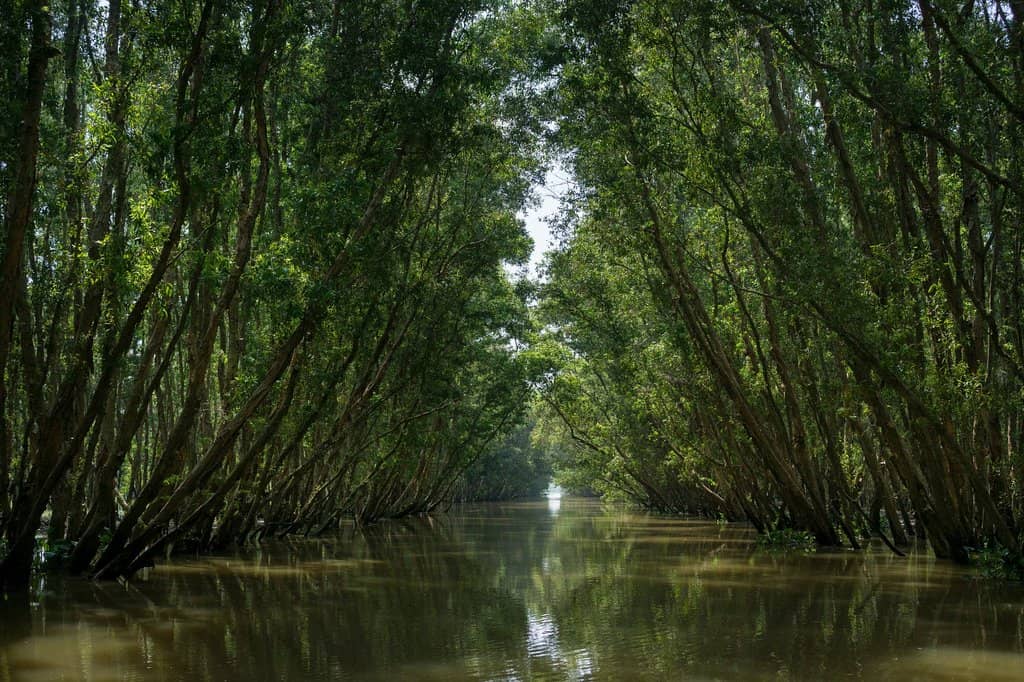 Melaleuca Forest Exploration