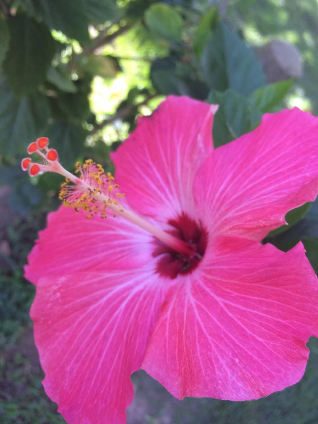 Teleférico do Caldas