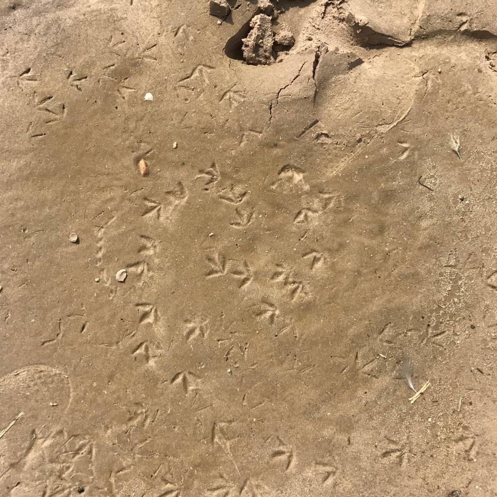 Family-Friendly Atmosphere