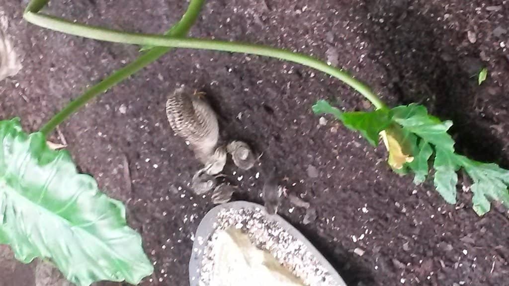 Sharks and Stingrays