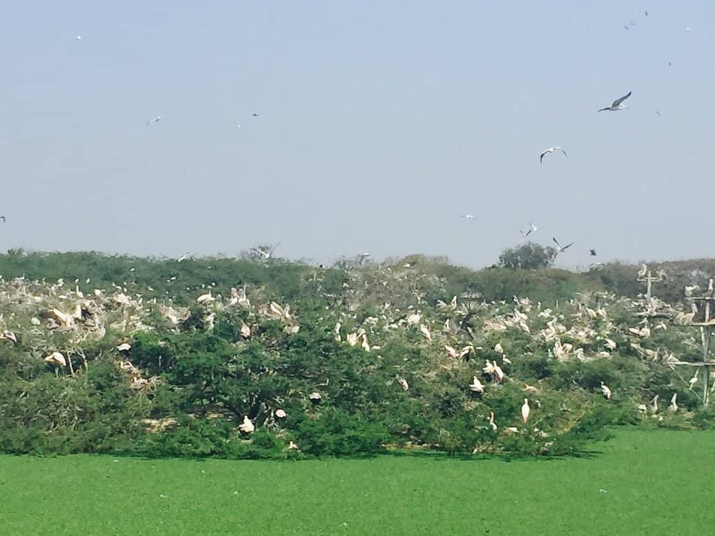 Peaceful Nature Walk