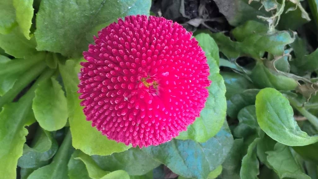 Historic Weapons Display