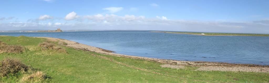 Migratory Bird Haven