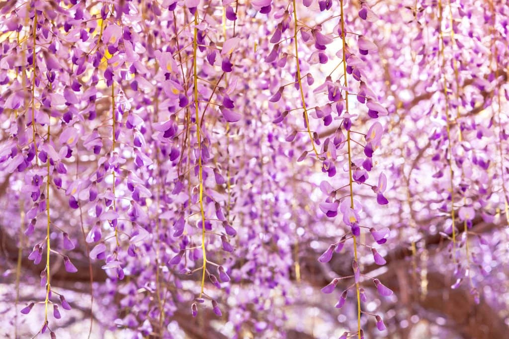 The Majestic Palm Alley