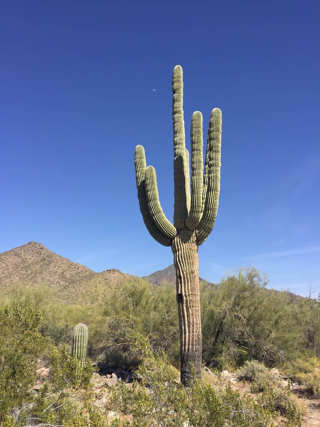 Apache Wash Trailhead