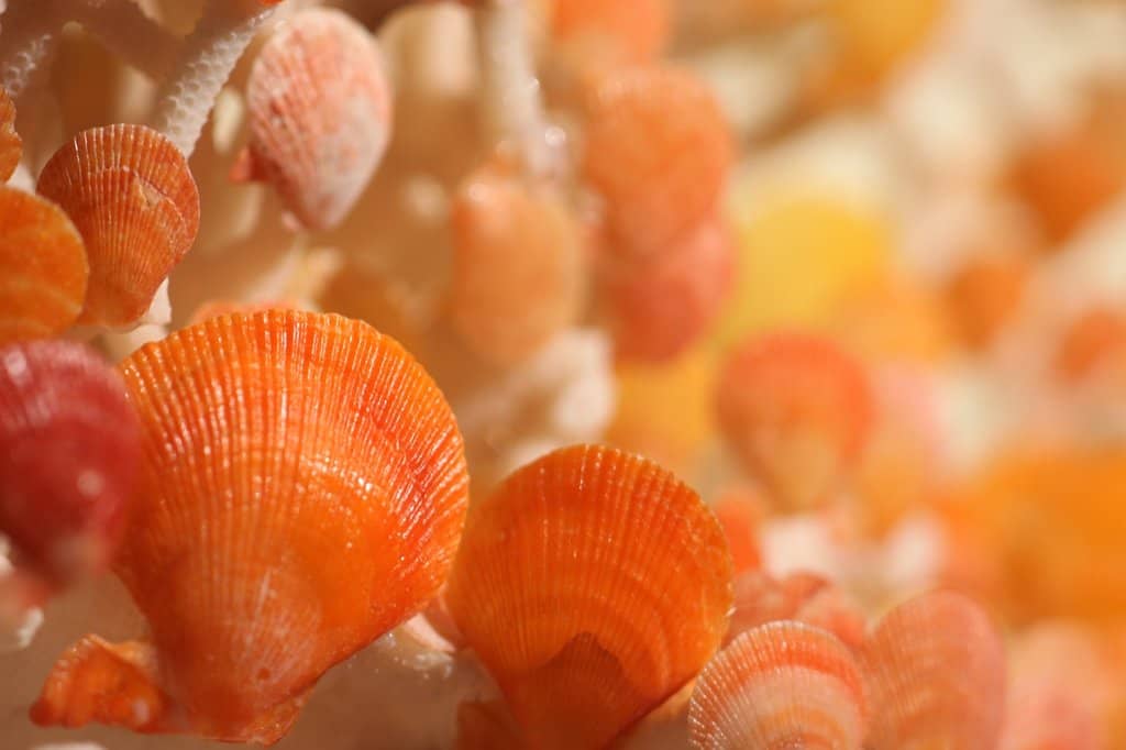 Seashell Art Exhibits