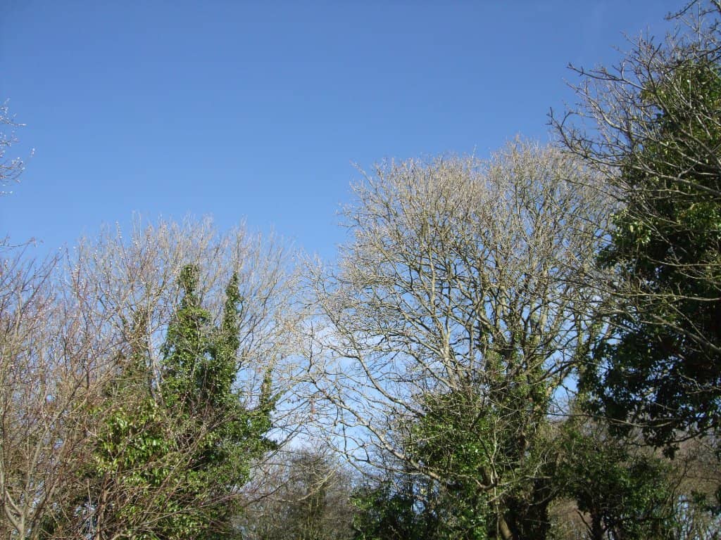 Woodland Trails