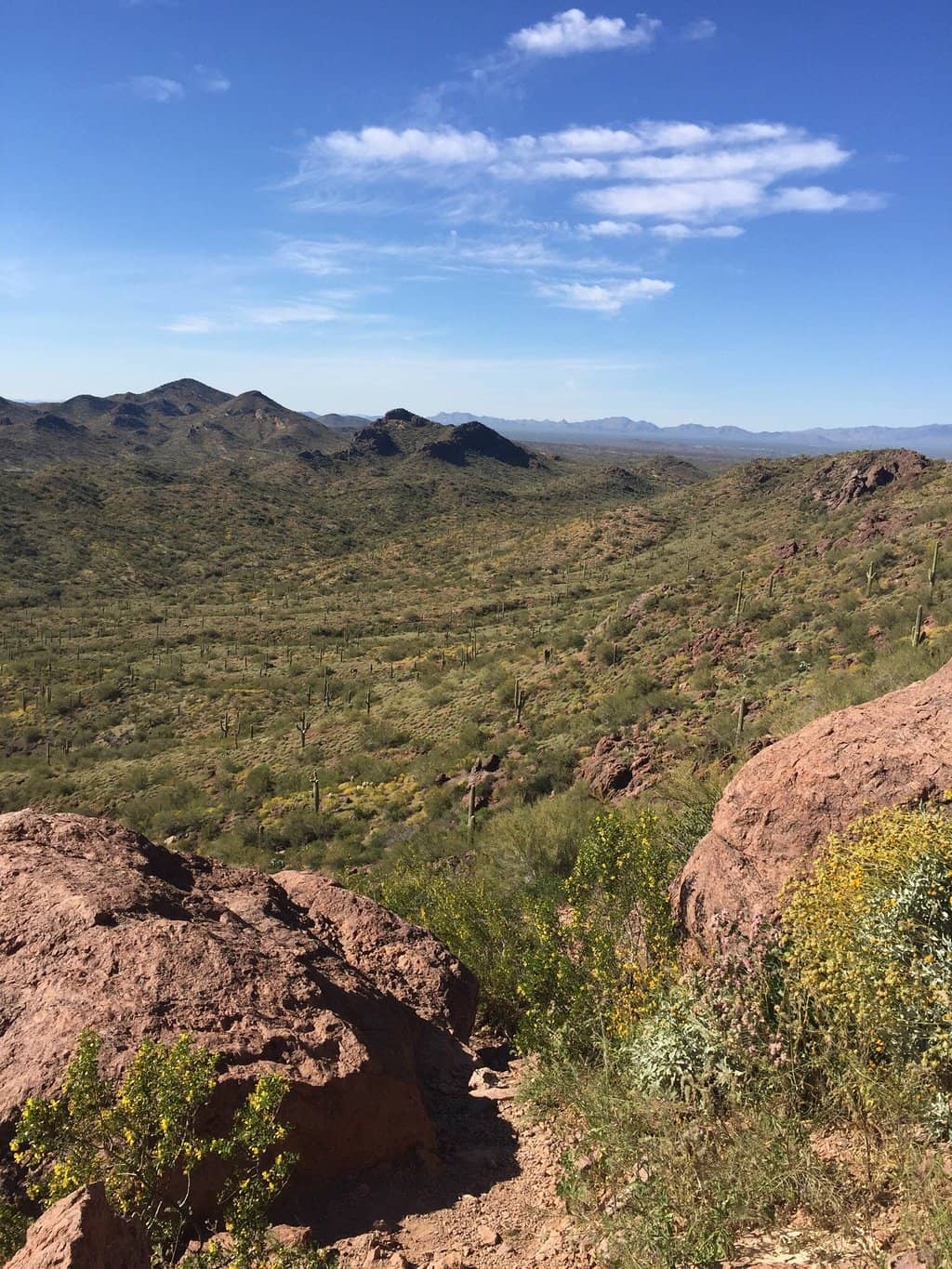 Desert Flora
