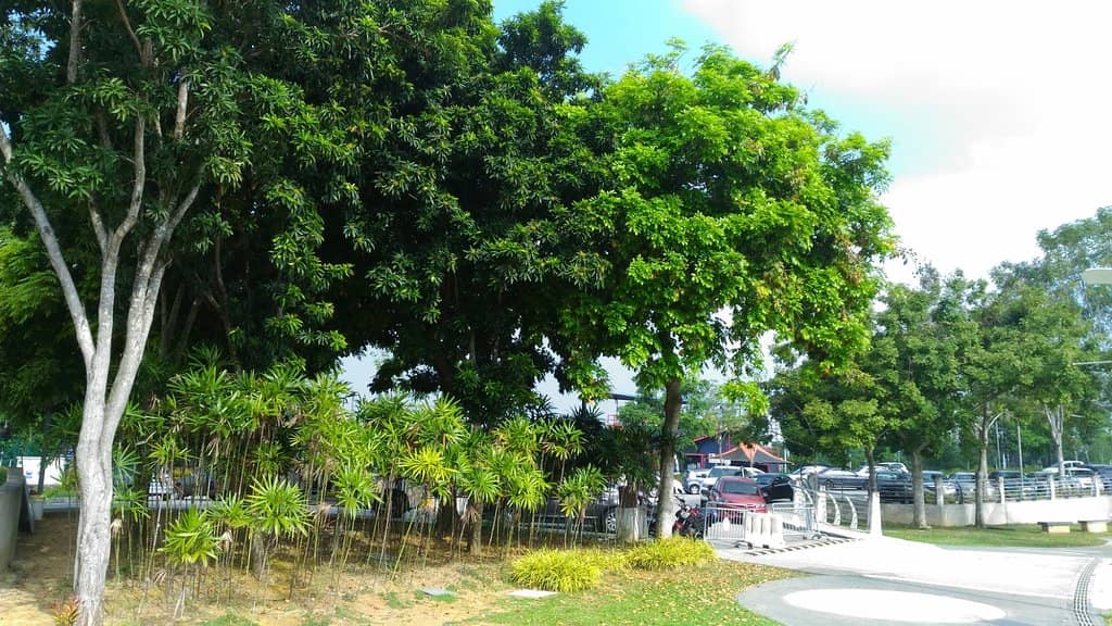 Budget-Friendly Entry