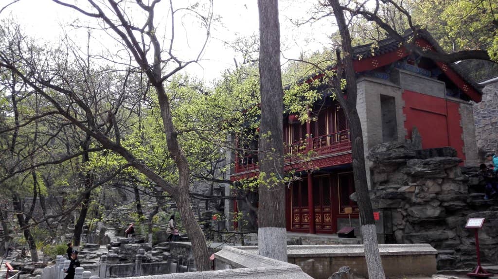 Ancient Ginkgo Tree