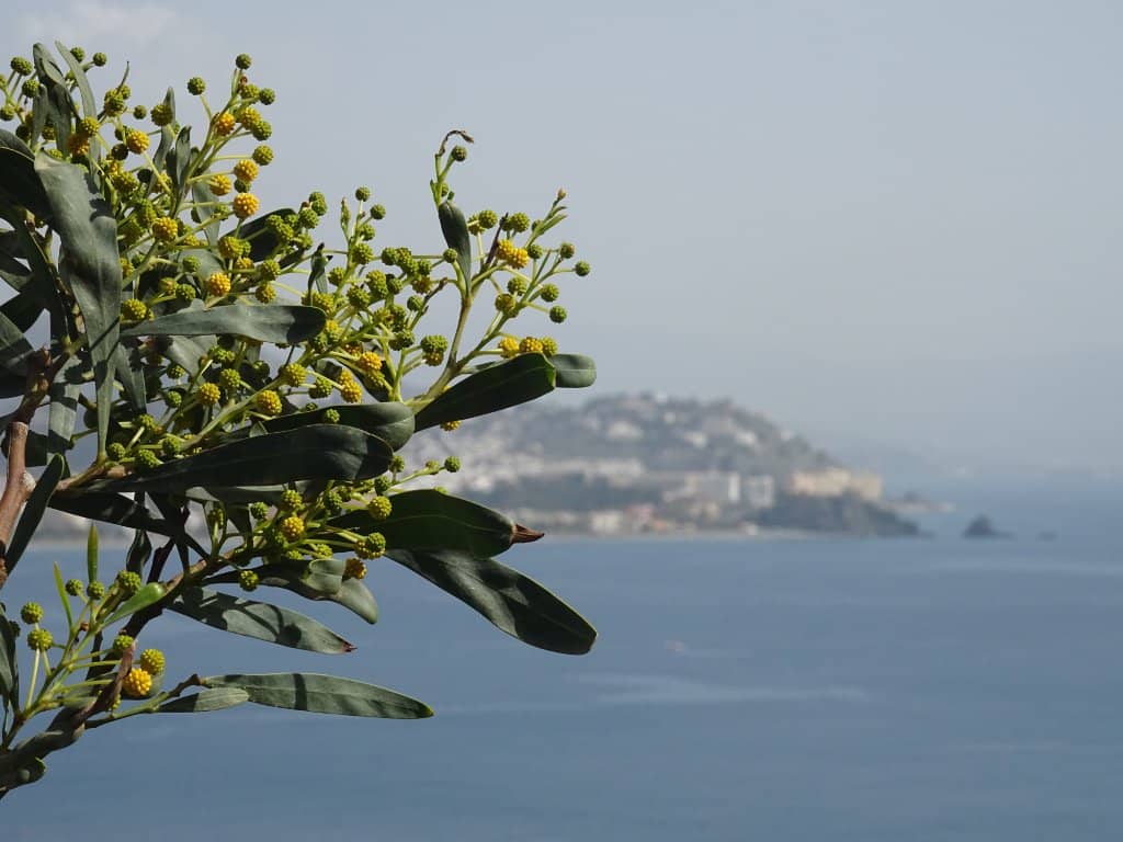 The Enchanting Ascent