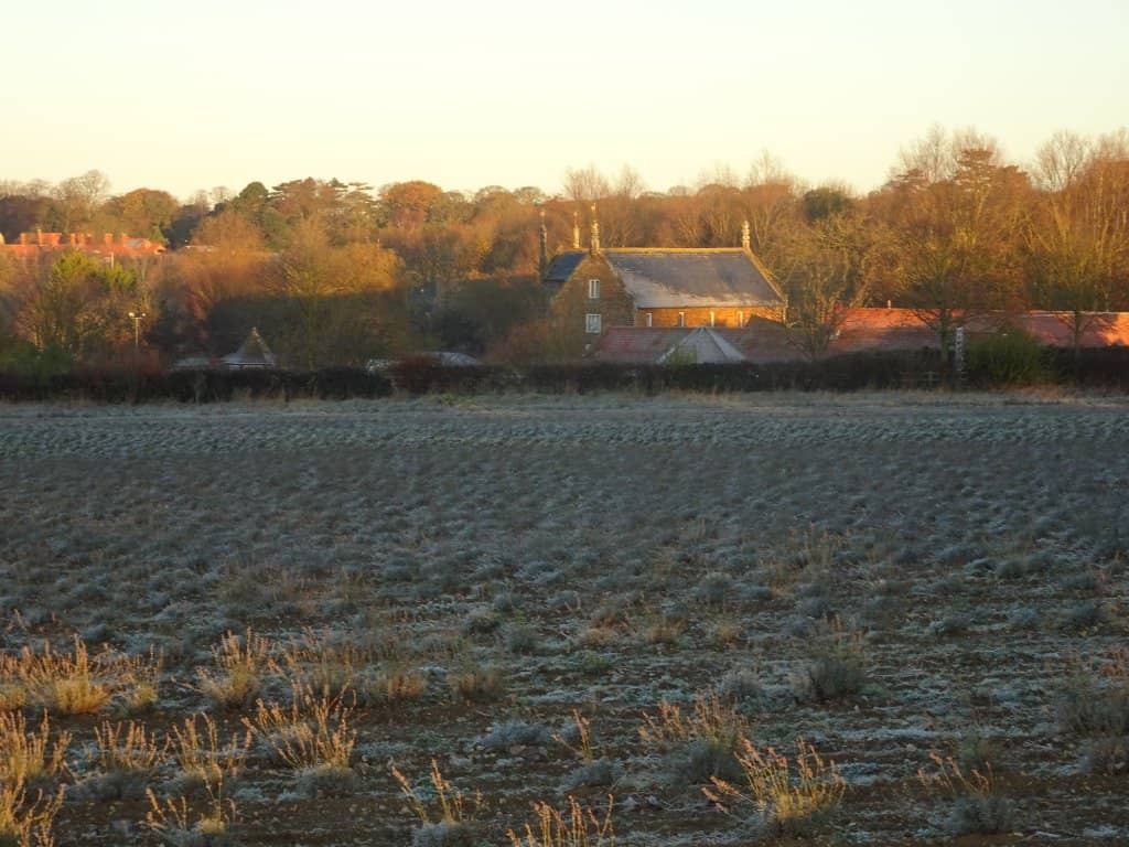 National Collection of Lavender