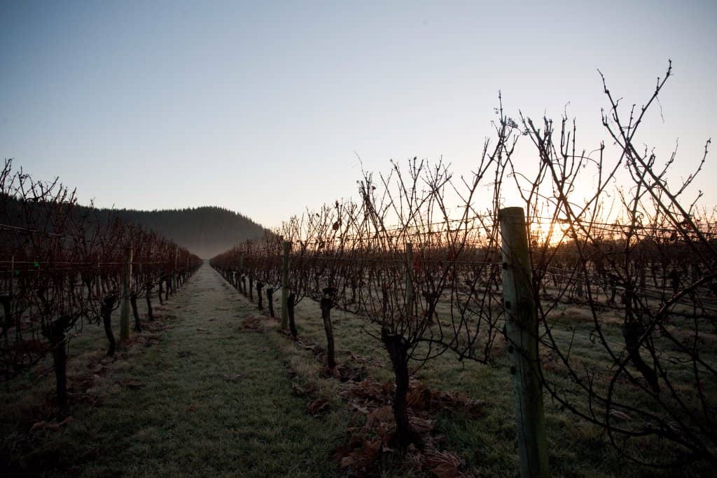 Wine Tasting Experience