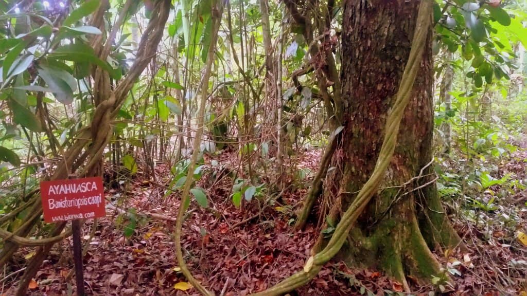 Restored Primary Forest