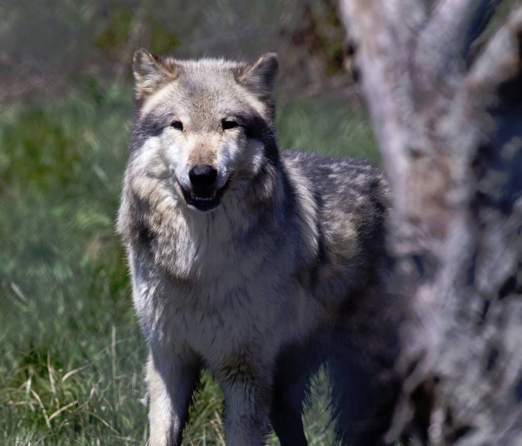 Meet the Pack