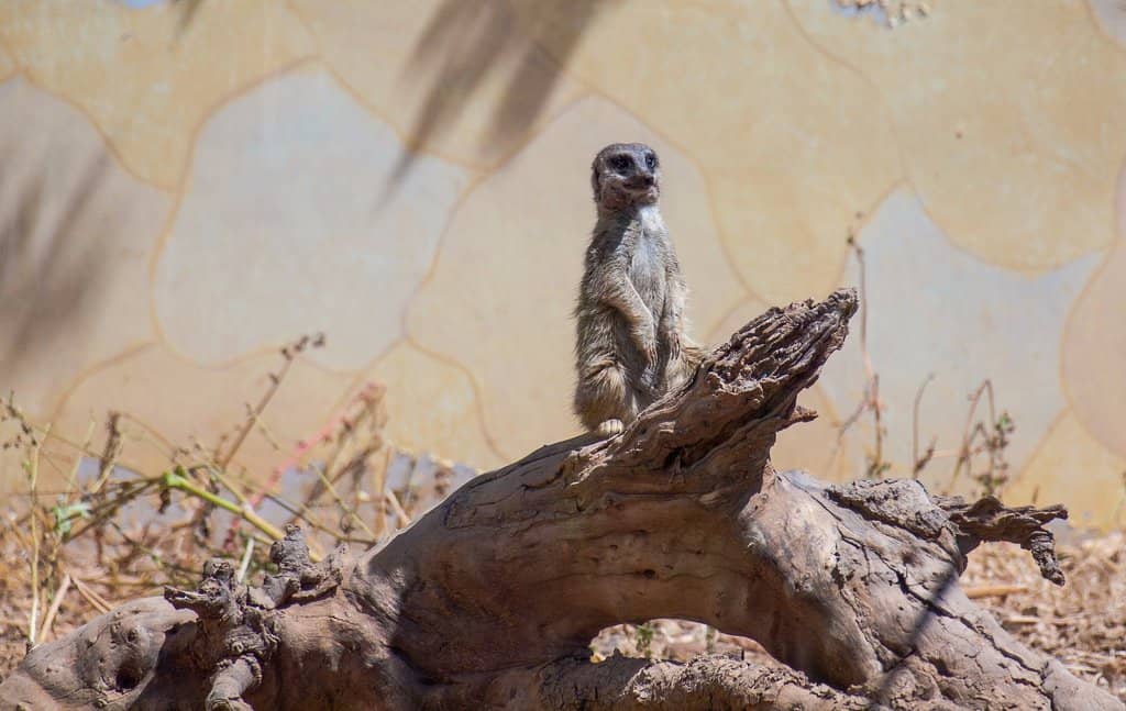 Gentle Giant Encounters