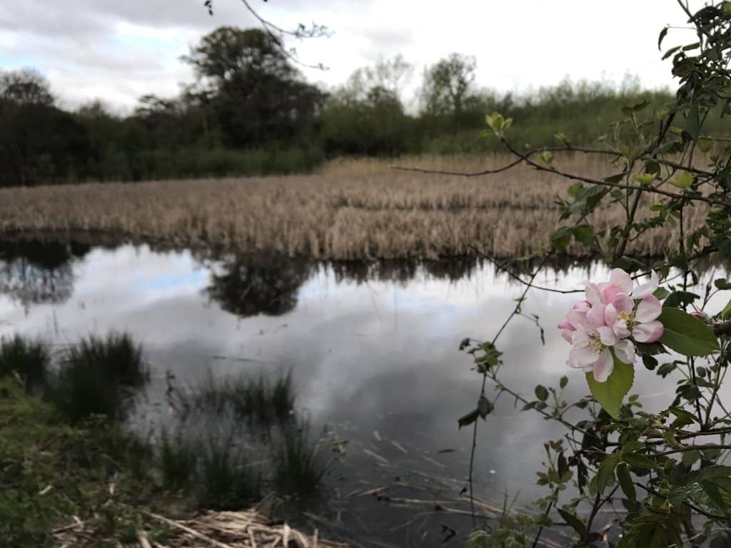 Canal Towpath Walk