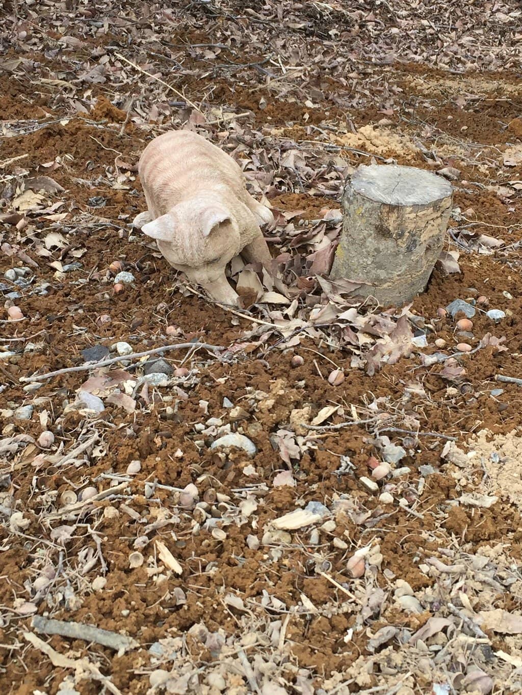 Limonaire 1900 Lamps