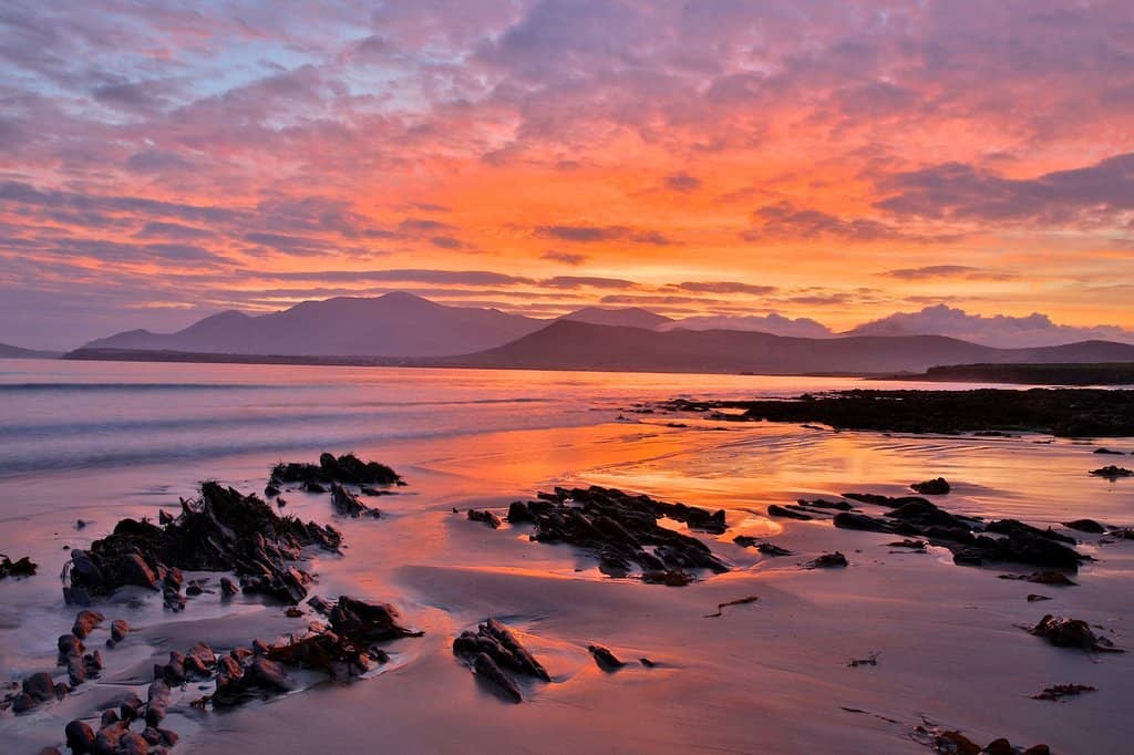 Dingle Dolphin Boat Tours