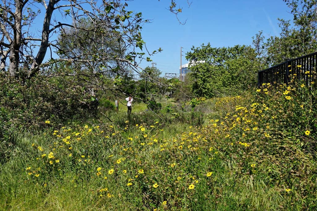 Birdwatching Opportunities