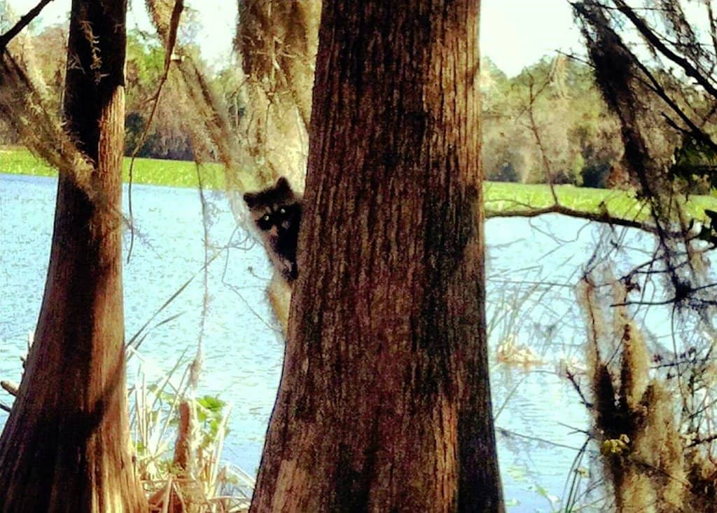 Jet Skiing on the Lake