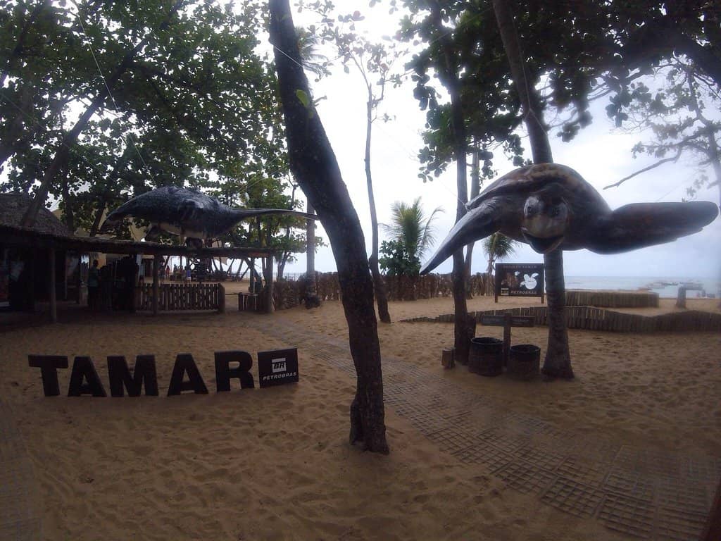 Sea Turtle Exhibits