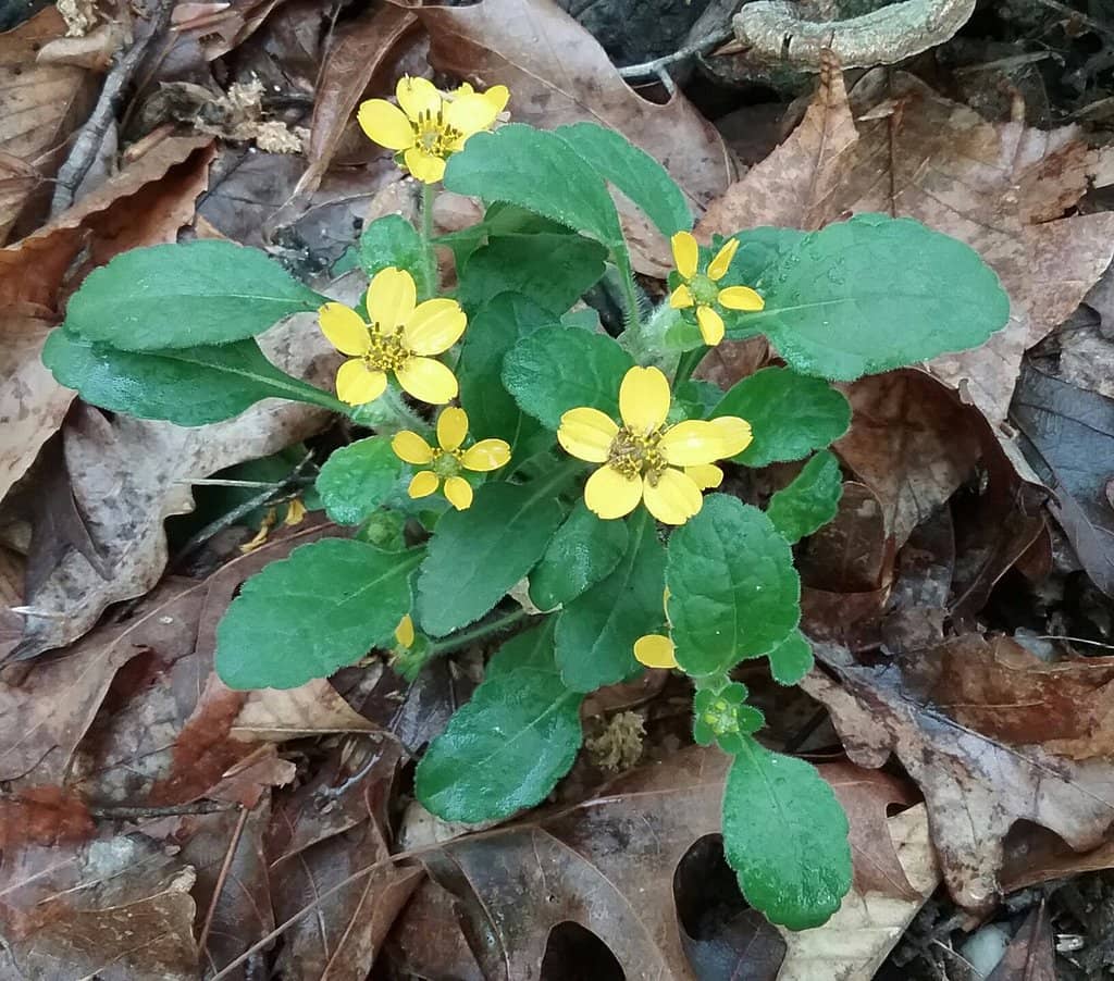 Swift Creek Loop Trail