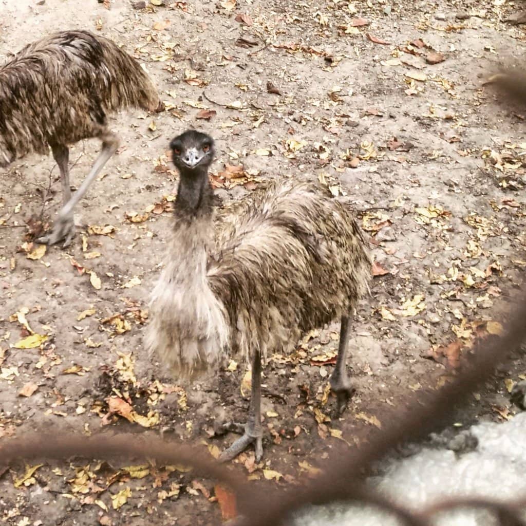 Bear and Other Animals