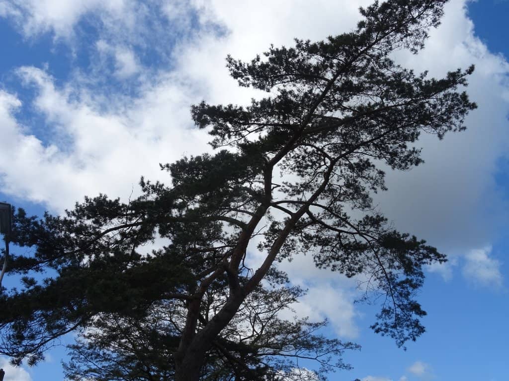 Vertical photo