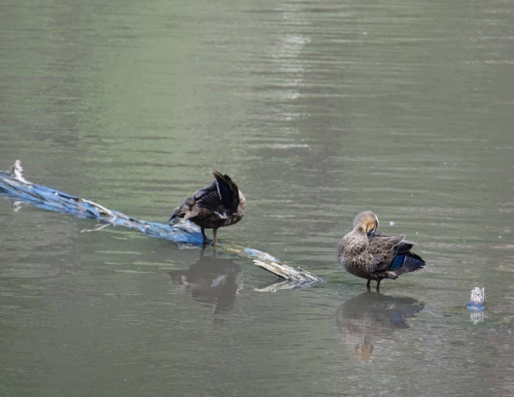 Serene Lake Walk